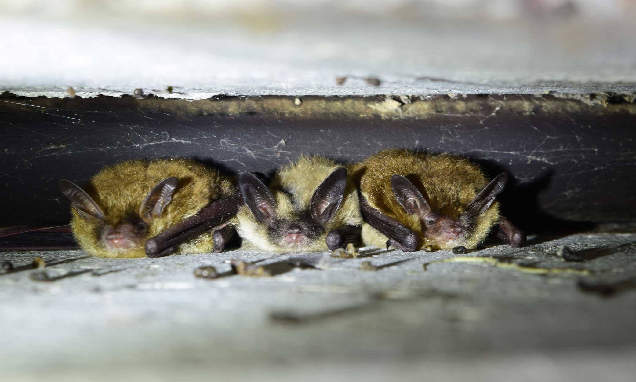 Bats