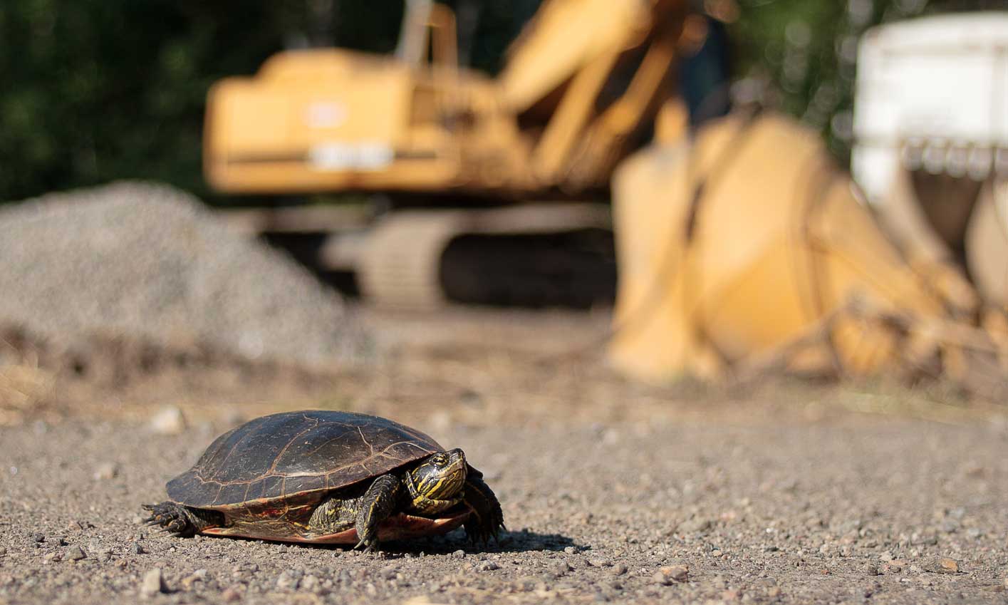 Painted turtle