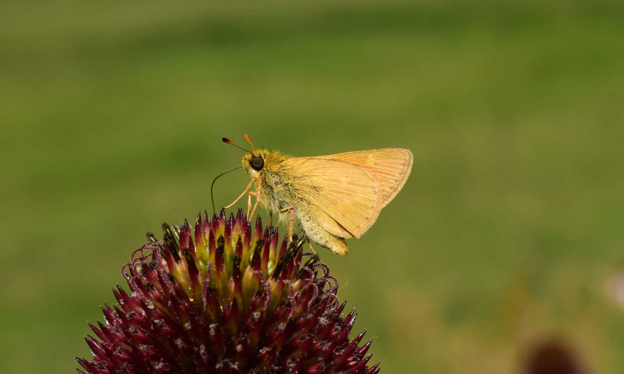 Dakota skipper