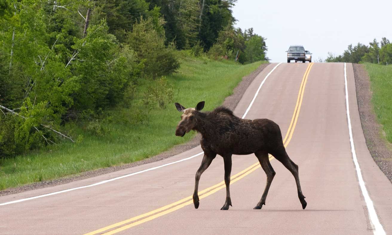 Moose
