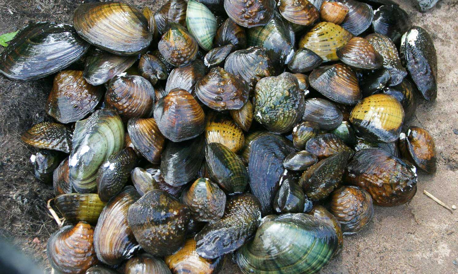 Mussels