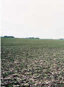 Nicollet County Field Site