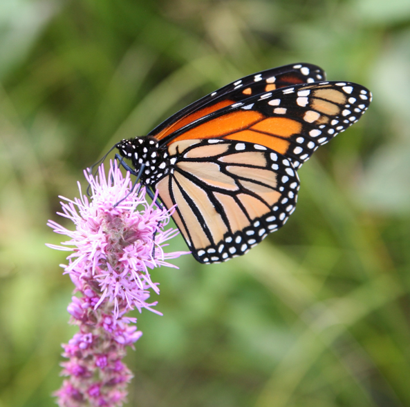 a monarch butterfly rests on a purple flower